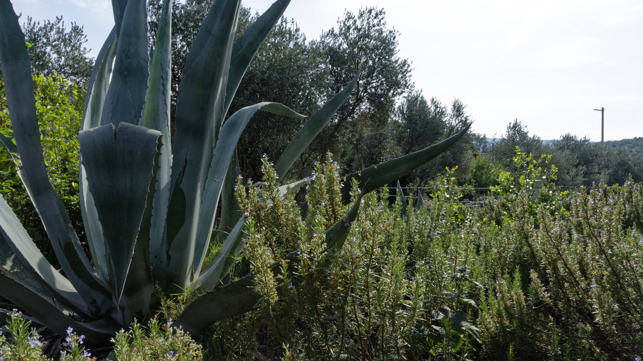 20221103 101219•Radovici•Coastalregion•Montenegro